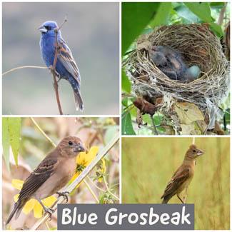 Blue Grosbeak